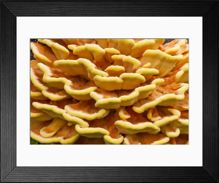 Framed Print : Picture No. 10984653 Framed Print : Picture No. 10984653
