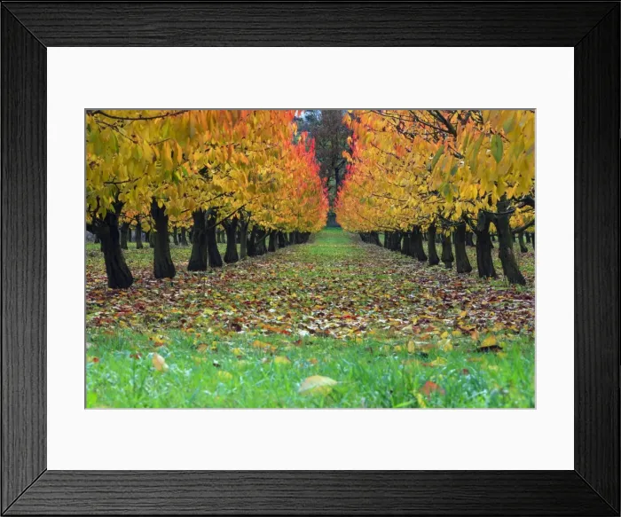 Framed Print : Picture No. 10984649 Framed Print : Picture No. 10984649