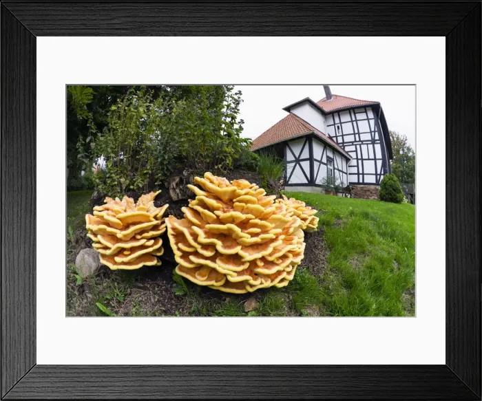 Framed Print : Picture No. 10984654 Framed Print : Picture No. 10984654