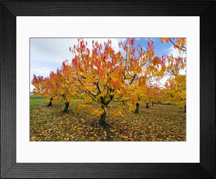 Framed Print : Picture No. 10984650 Framed Print : Picture No. 10984650
