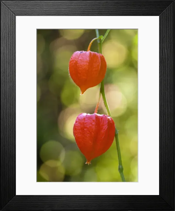 Framed Print : Picture No. 10984656 Framed Print : Picture No. 10984656