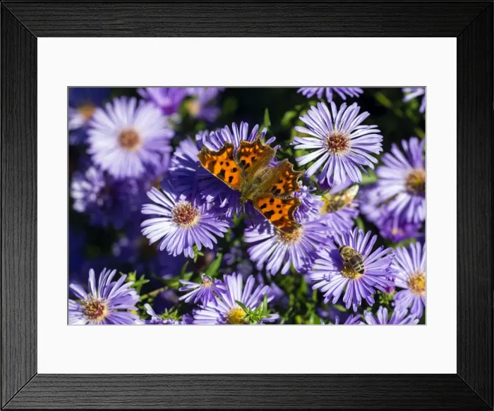 Framed Print : Picture No. 10984658 Framed Print : Picture No. 10984658