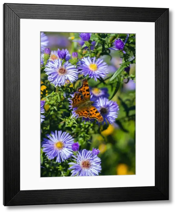Framed Print : Picture No. 10984659
