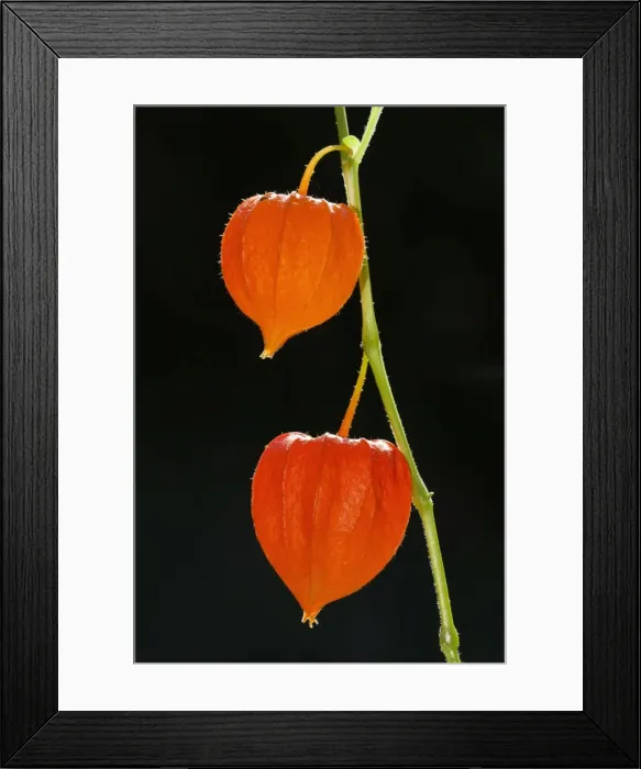 Framed Print : Picture No. 10984657 Framed Print : Picture No. 10984657