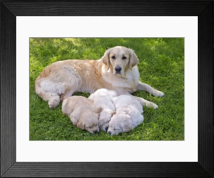 Framed Print : Picture No. 10984766 Framed Print : Picture No. 10984766