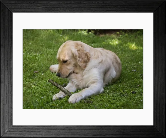 Framed Print : Picture No. 10984770