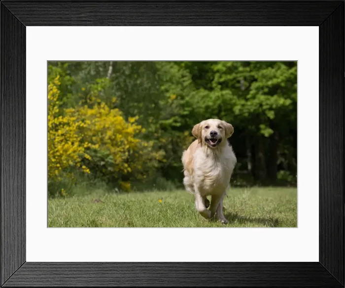Framed Print : Picture No. 10984778 Framed Print : Picture No. 10984778