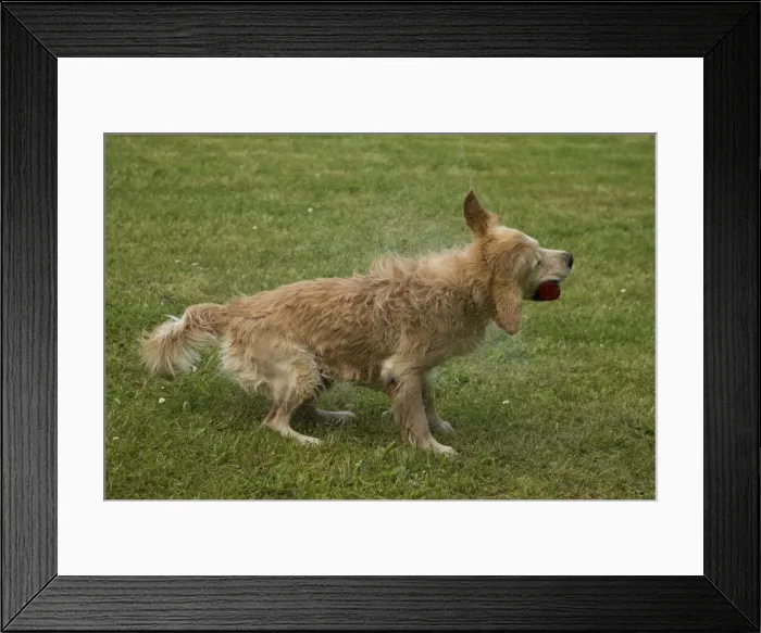 Framed Print : Picture No. 10984791 Framed Print : Picture No. 10984791