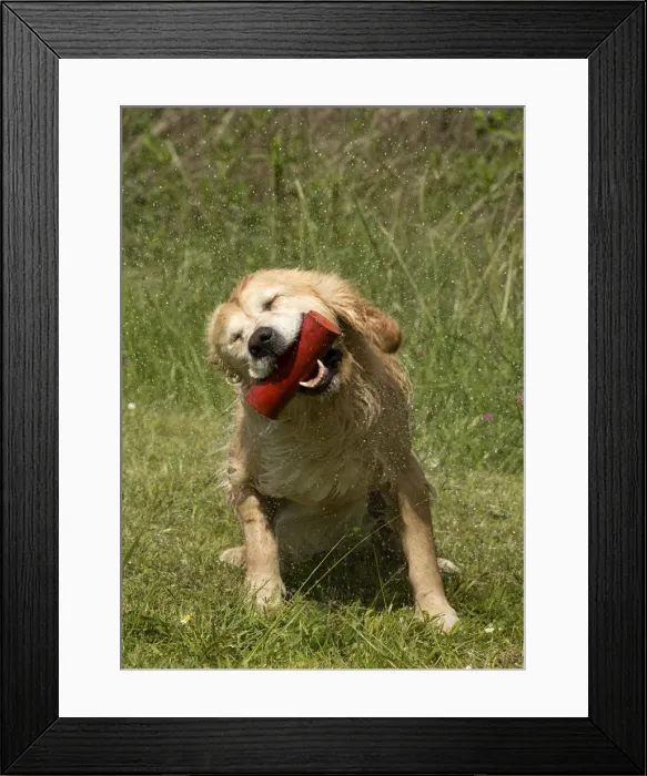 Framed Print : Picture No. 10984799 Framed Print : Picture No. 10984799