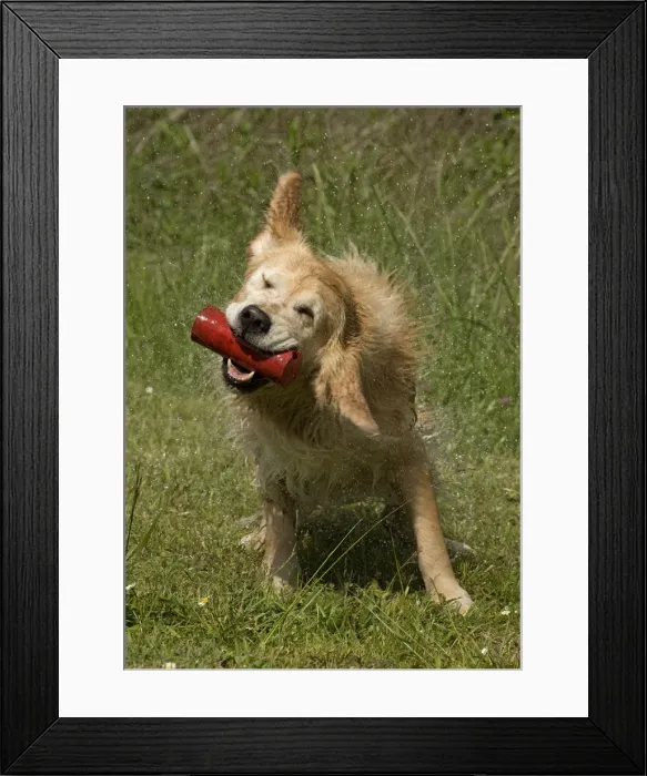 Framed Print : Picture No. 10984800 Framed Print : Picture No. 10984800