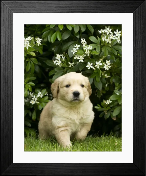Framed Print : Picture No. 10984809 Framed Print : Picture No. 10984809