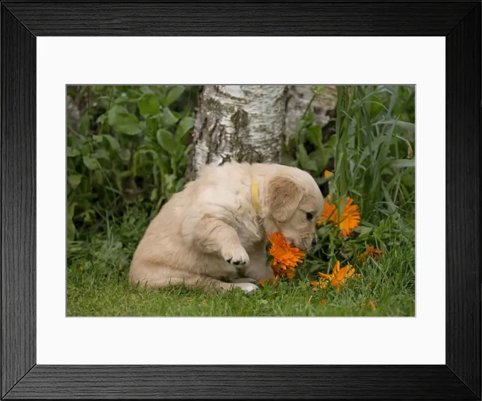 Framed Print : Picture No. 10984815