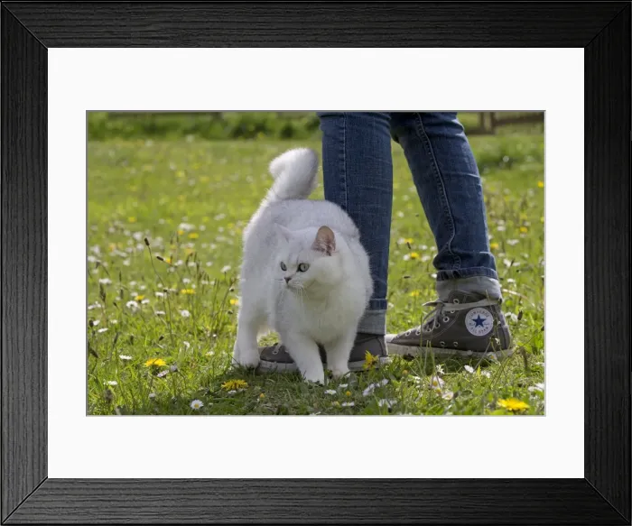 Framed Print : Picture No. 10984826 Framed Print : Picture No. 10984826