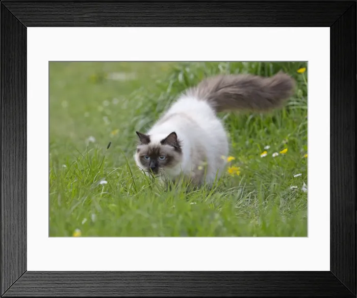 Framed Print : Picture No. 10984822 Framed Print : Picture No. 10984822