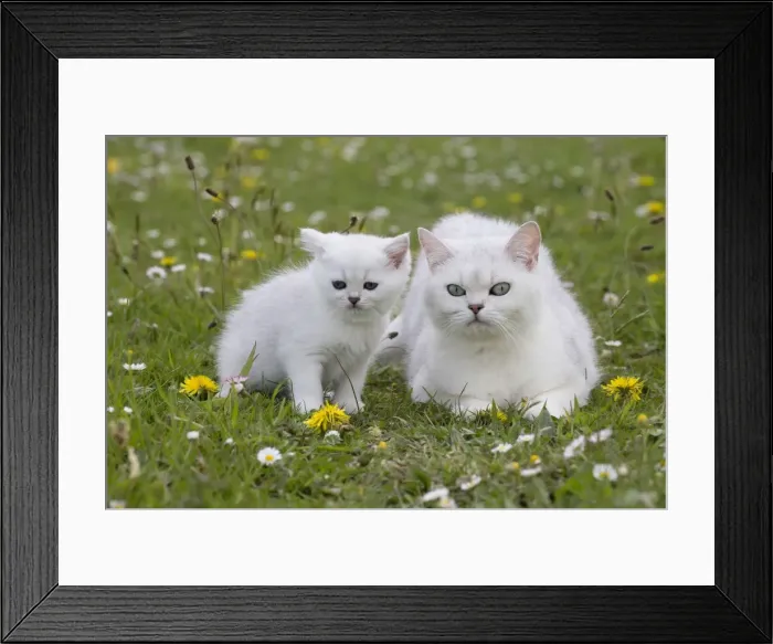Framed Print : Picture No. 10984825 Framed Print : Picture No. 10984825