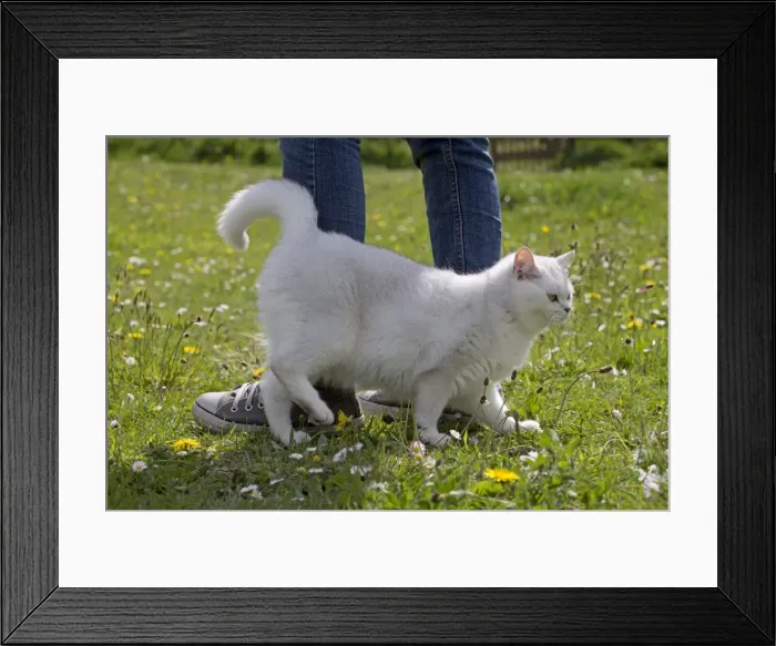 Framed Print : Picture No. 10984827 Framed Print : Picture No. 10984827