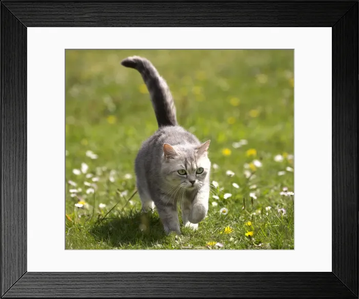 Framed Print : Picture No. 10984835