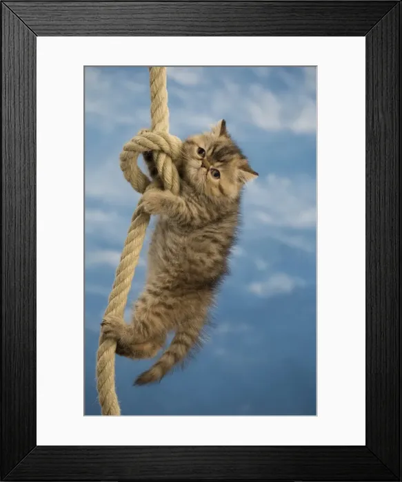 Framed Print : Picture No. 10984840 Framed Print : Picture No. 10984840