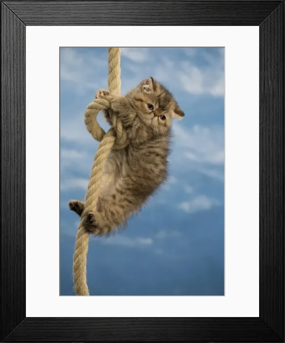 Framed Print : Picture No. 10984839 Framed Print : Picture No. 10984839