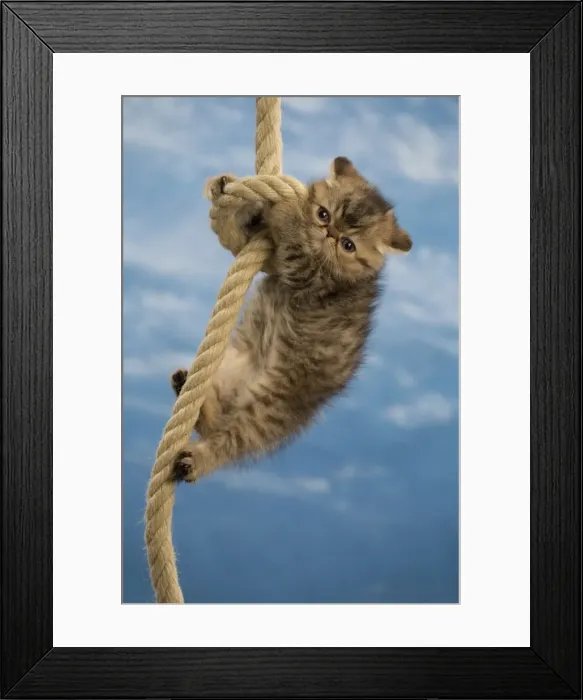 Framed Print : Picture No. 10984838 Framed Print : Picture No. 10984838