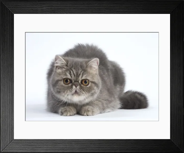 Framed Print : Picture No. 10984843 Framed Print : Picture No. 10984843