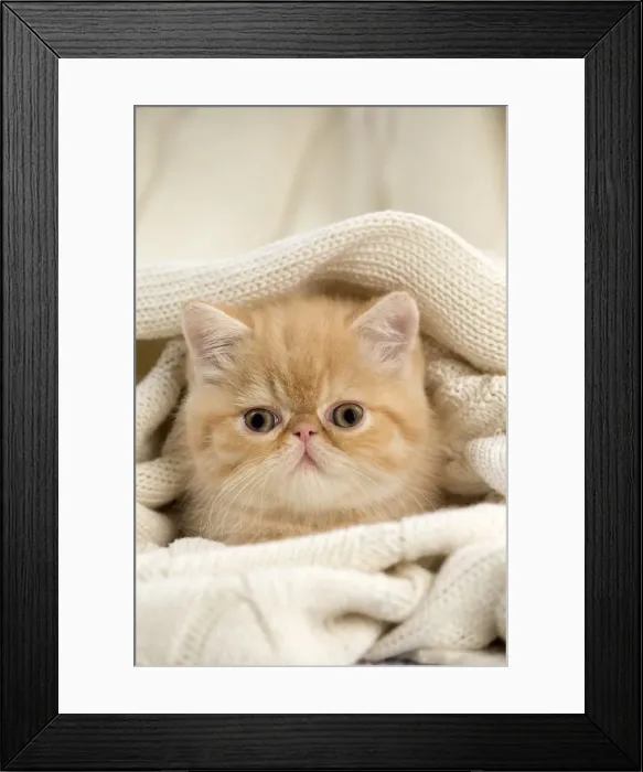 Framed Print : Picture No. 10984844 Framed Print : Picture No. 10984844
