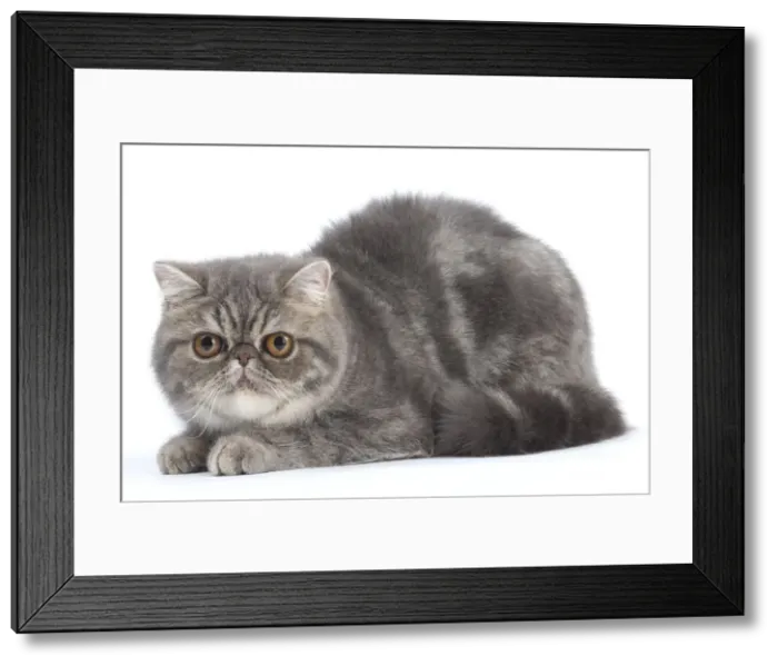 Framed Print : Picture No. 10984841 Framed Print : Picture No. 10984841