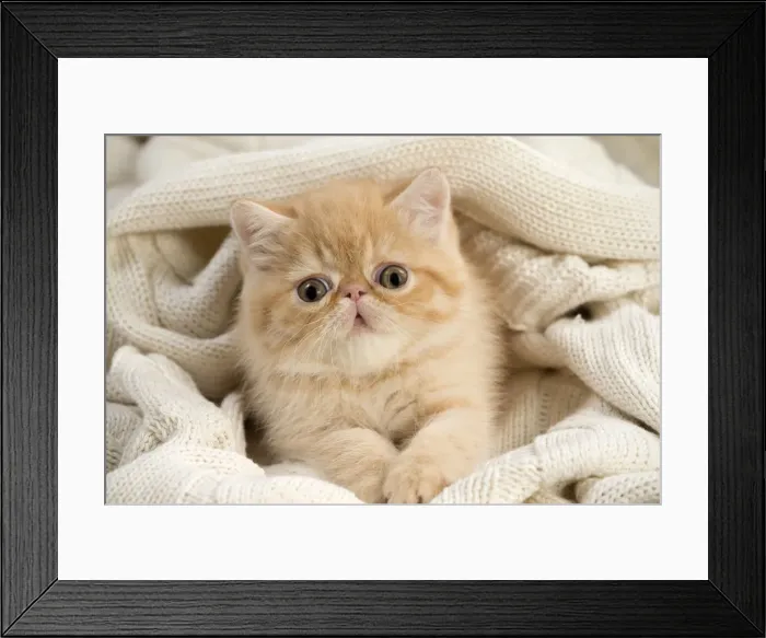 Framed Print : Picture No. 10984847