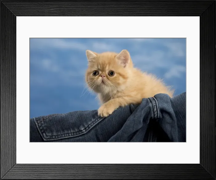 Framed Print : Picture No. 10984850 Framed Print : Picture No. 10984850