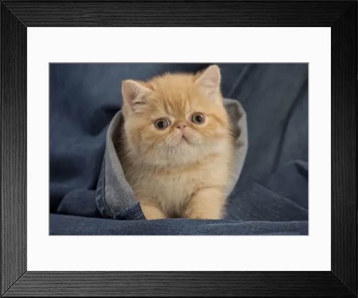 Framed Print : Picture No. 10984849 Framed Print : Picture No. 10984849