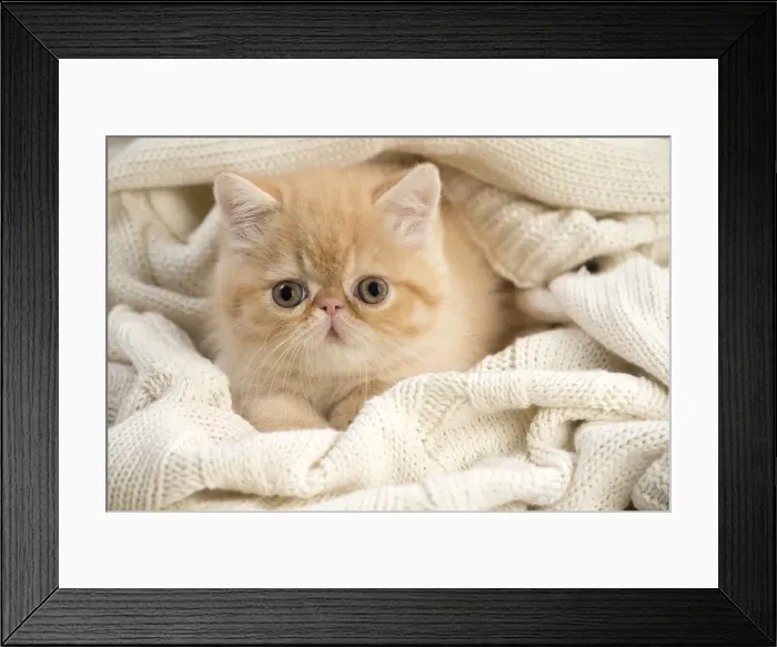 Framed Print : Picture No. 10984848 Framed Print : Picture No. 10984848