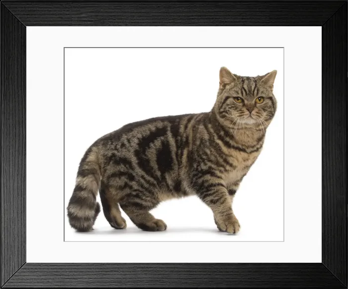 Framed Print : Picture No. 10984851