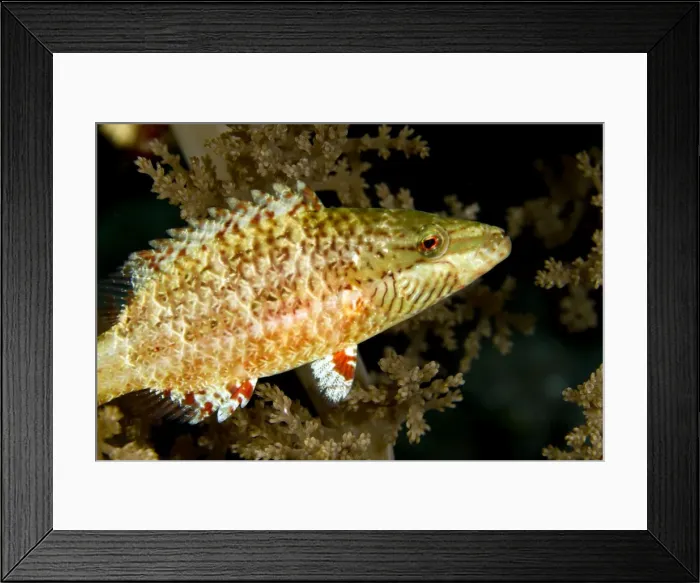 Framed Print : Picture No. 10890844 Framed Print : Picture No. 10890844