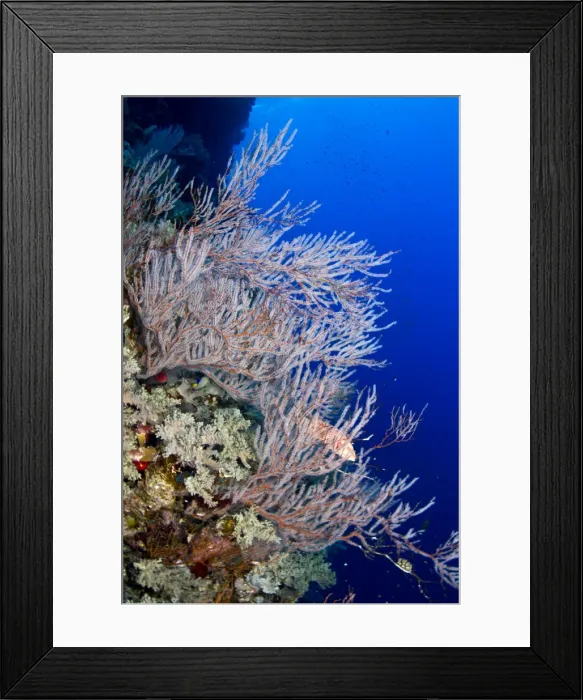 Framed Print : Picture No. 10890834 Framed Print : Picture No. 10890834