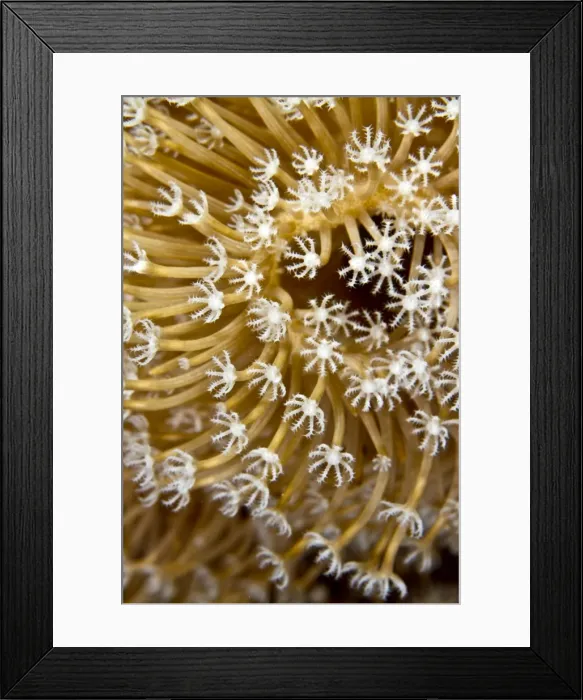 Framed Print : Picture No. 10890842 Framed Print : Picture No. 10890842