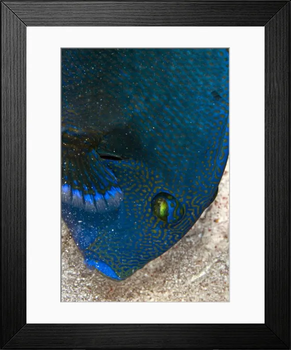 Framed Print : Picture No. 10890837 Framed Print : Picture No. 10890837
