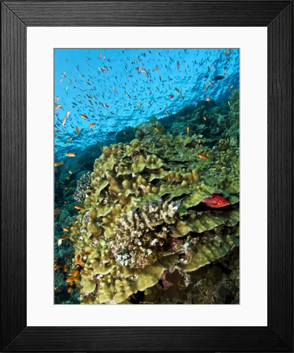 Framed Print : Picture No. 10890847 Framed Print : Picture No. 10890847