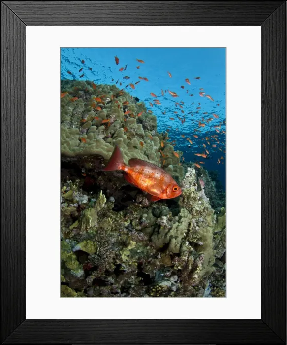 Framed Print : Picture No. 10890846 Framed Print : Picture No. 10890846