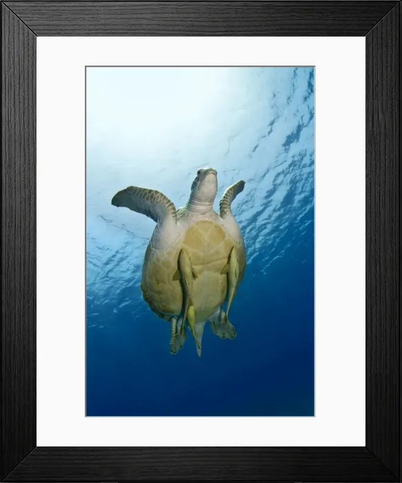 Framed Print : Picture No. 10890849 Framed Print : Picture No. 10890849