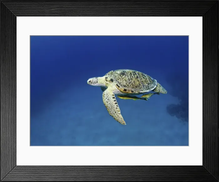 Framed Print : Picture No. 10890850 Framed Print : Picture No. 10890850