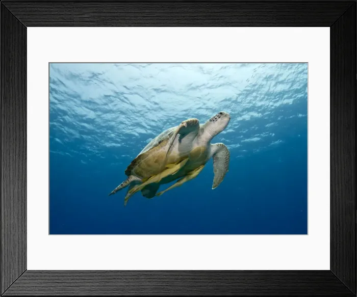 Framed Print : Picture No. 10890848 Framed Print : Picture No. 10890848