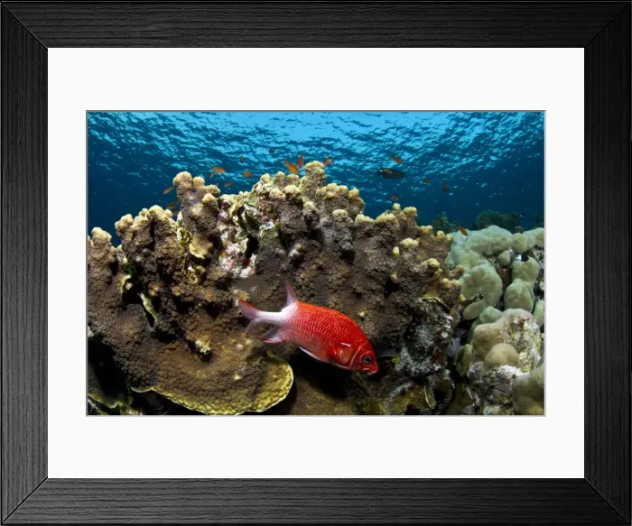 Framed Print : Picture No. 10890845 Framed Print : Picture No. 10890845