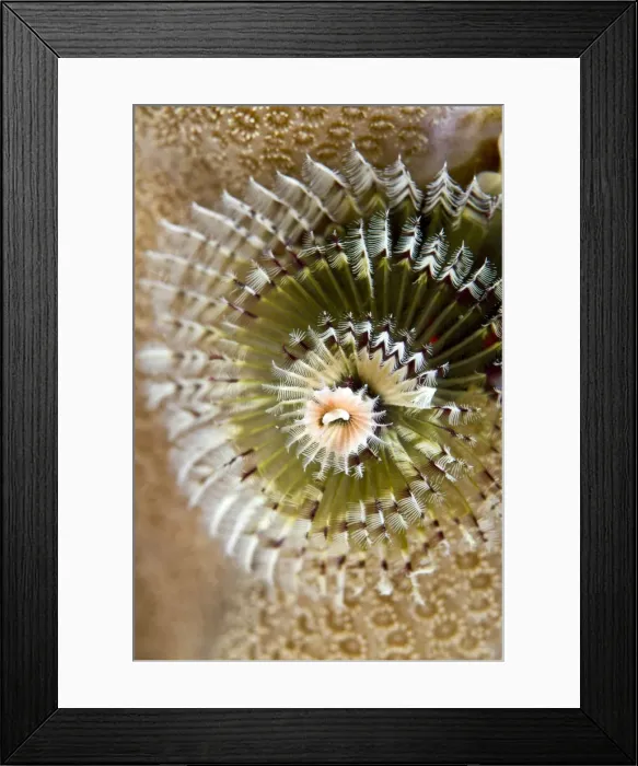 Framed Print : Picture No. 10890853 Framed Print : Picture No. 10890853
