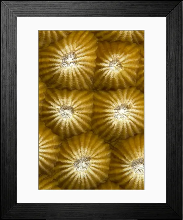 Framed Print : Picture No. 10890851 Framed Print : Picture No. 10890851