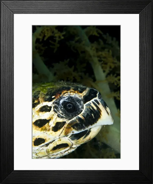 Framed Print : Picture No. 10890854 Framed Print : Picture No. 10890854