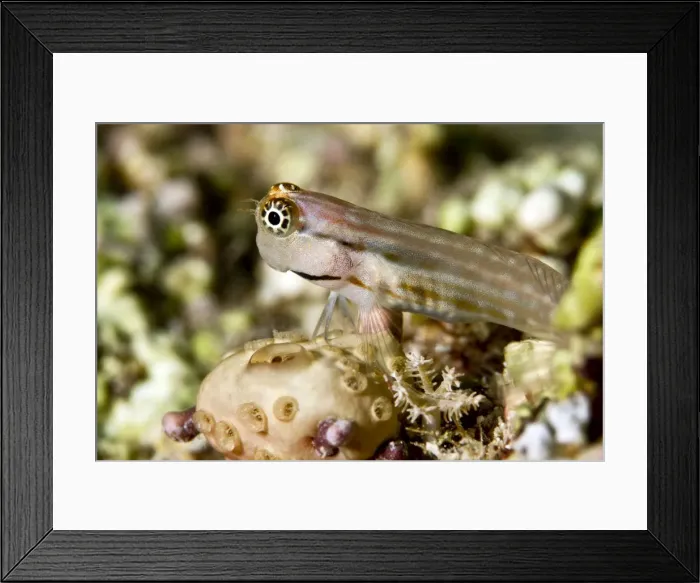Framed Print : Picture No. 10890856 Framed Print : Picture No. 10890856