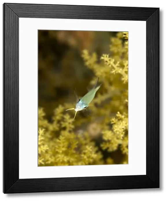 Framed Print : Picture No. 10890855 Framed Print : Picture No. 10890855