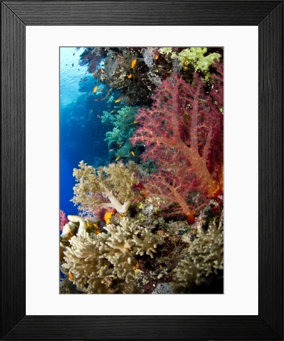 Framed Print : Picture No. 10890858 Framed Print : Picture No. 10890858