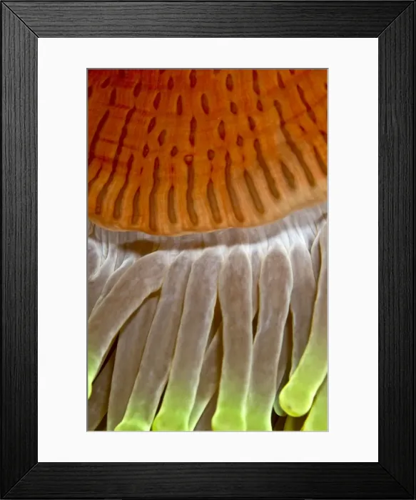 Framed Print : Picture No. 10890860 Framed Print : Picture No. 10890860