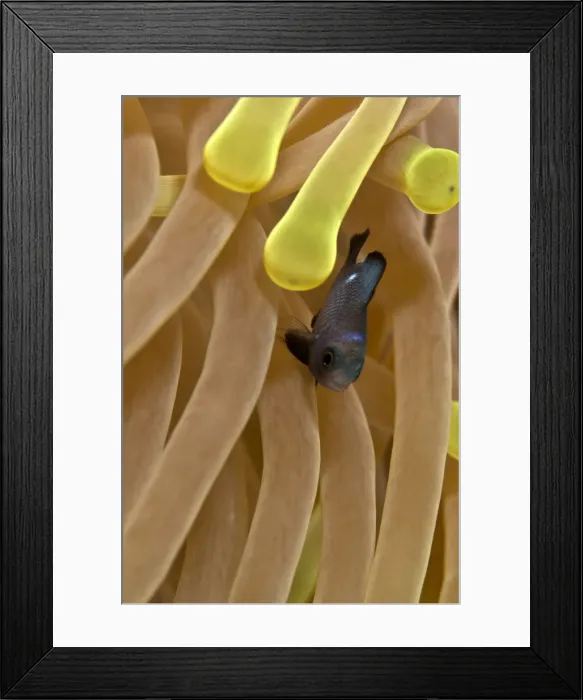 Framed Print : Picture No. 10890861 Framed Print : Picture No. 10890861